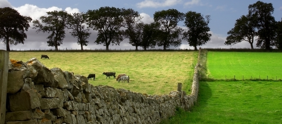Greener Grass WEB EDIT
